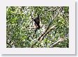 SelvaVerde - 144 * Howler monkey * Howler monkey